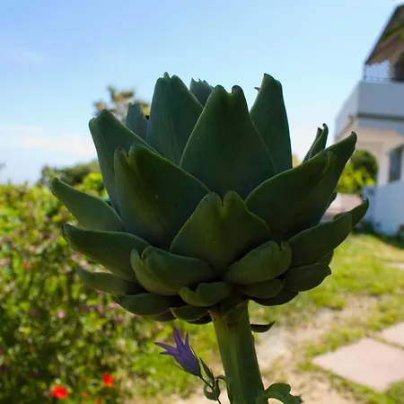 Gallo Nero Hotel Sant'Andrea (Isola d'Elba)